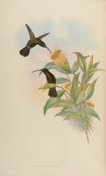 Threnetes antoniae = Threnetes niger niger